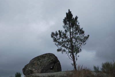 Low angle view of trees against sky