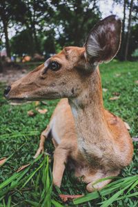 Close-up of a dog on field