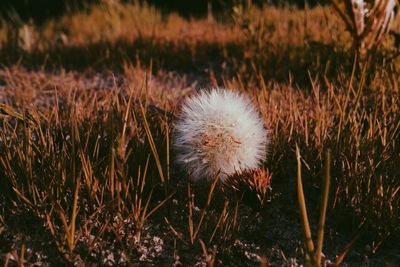 Close-up of dandelion on field