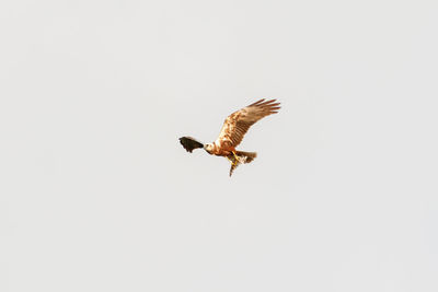 Low angle view of eagle flying in sky