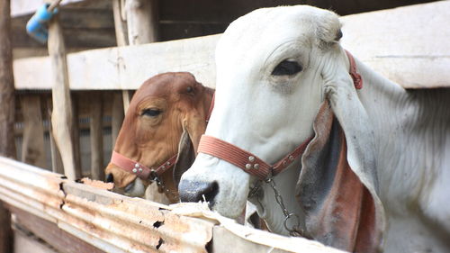 Close-up portrait of two horses