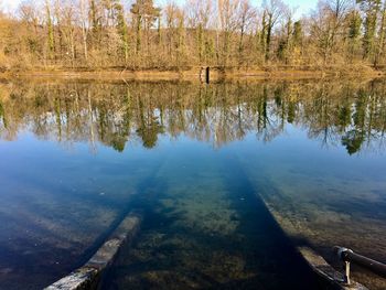 Reflection of trees in lake