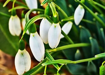 Close-up of white flowers blooming outdoors