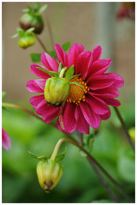Close-up of flower blooming outdoors