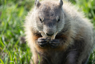 Close-up of a ground hog eating a nut on a sunny day at the park