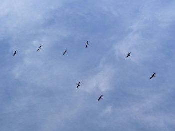 Low angle view of bird flying in sky