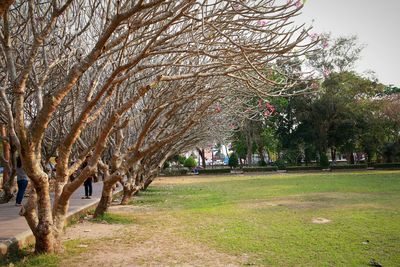 Trees in park against sky