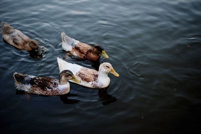 High angle view of ducks swimming on lake