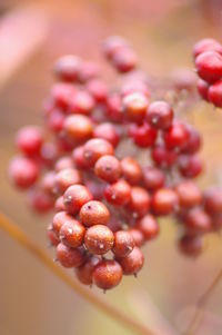 Close-up of red berries