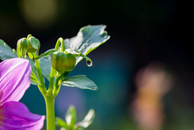 plant