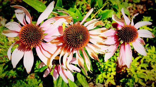 Close-up of fresh flowers blooming outdoors