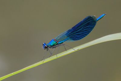 Close-up of damselfly on blue background