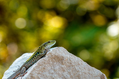 Reptilien sitting on a rock in front of unfocussed plants. 