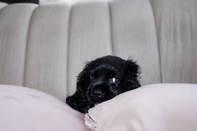 Close-up of black dog on sofa