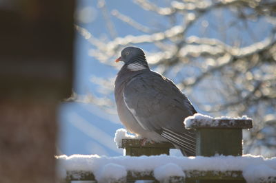 Close-up of bird perching on snow. wood peagon.