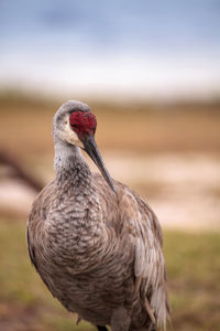 Sandhill crane bird grus canadensis forages for food in the marsh at the myakka river state park 