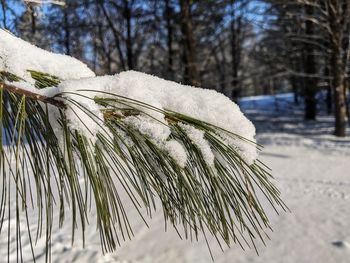 Close-up of frozen plant on snow covered tree