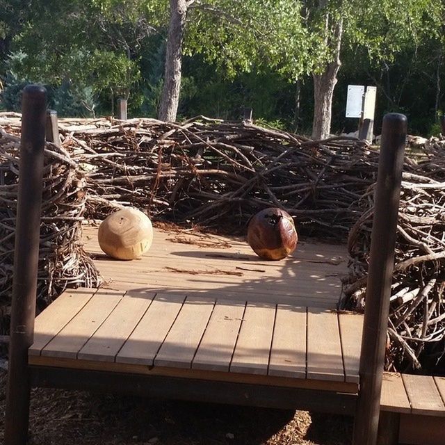 animal themes, bird, animals in the wild, wildlife, wood - material, duck, tree, two animals, nature, perching, medium group of animals, day, outdoors, high angle view, togetherness, sunlight, three animals, no people, full length