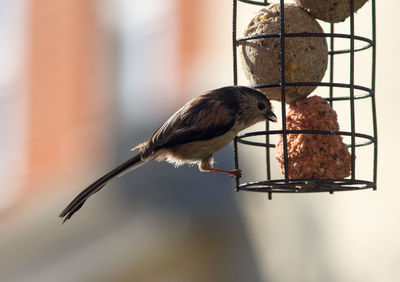 Close-up of bird perching on feeder