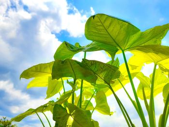 Low angle view of yellow leaves against sky