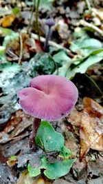 Close-up of fly agaric mushroom