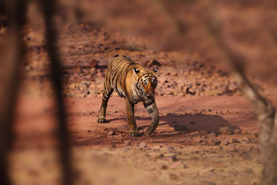 High angle view of tiger walking on field