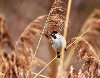 Close-up of bird perching on a reed
