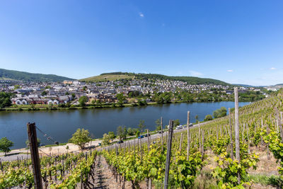 Scenic view on river moselle valley nearby bernkastel-kues with vine in the foreground