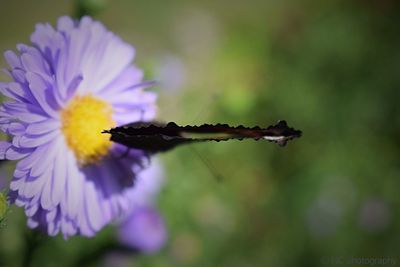 Close-up of flowers against blurred background