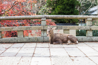 Cat standing on footpath