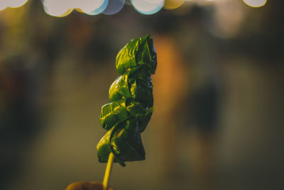 Close-up of green plant