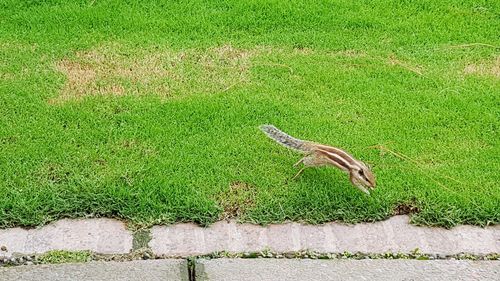 High angle view of bird on grass