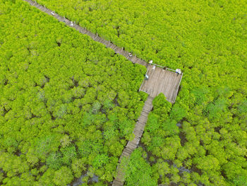 High angle view of agricultural field