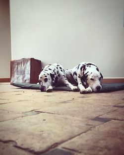 Dalmatian dogs resting at home