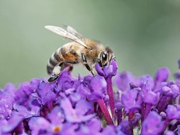 Close-up of bee pollinating on purple flower