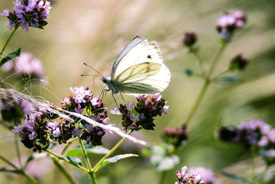 Close-up of butterfly on purple flower