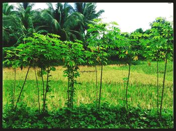 View of trees on landscape