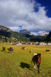 Cows grazing on field against sky