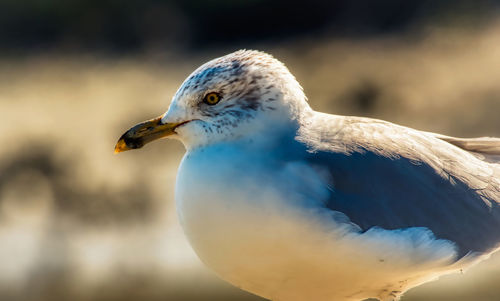 Close-up of seagull