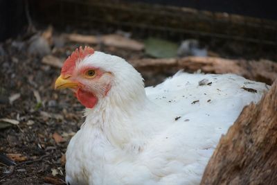 Close-up of a bird on field