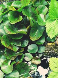 Full frame shot of fresh green leaves in lake