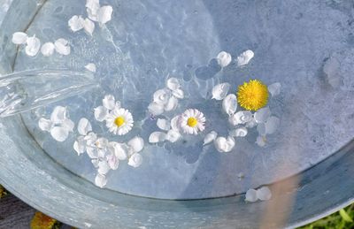 High angle view of flowering plant in swimming pool