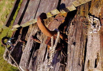 Close-up of lizard on tree trunk