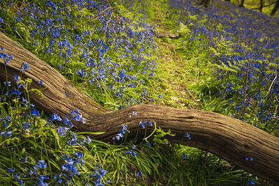 High angle view of wood on field