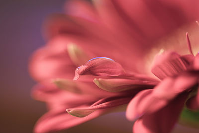 Close-up of pink flower