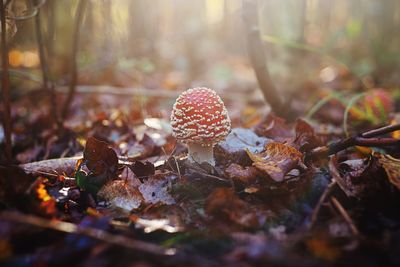 Close-up of mushroom growing on land