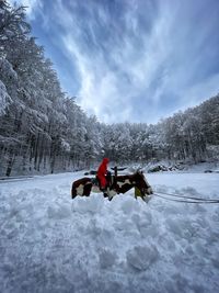 A horse with snow name.