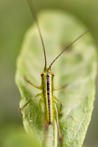 Close-up of insect on leaf