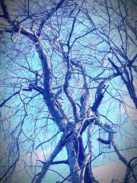 Low angle view of bare trees against sky