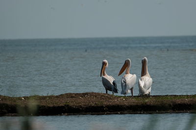 View of birds by sea against sky